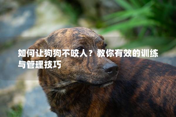 如何让狗狗不咬人？教你有效的训练与管理技巧