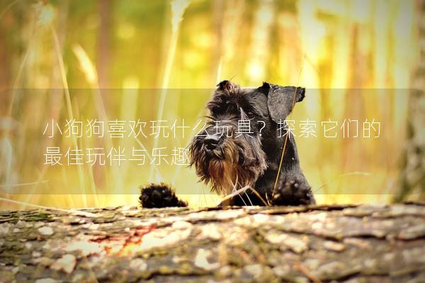 小狗狗喜欢玩什么玩具？探索它们的最佳玩伴与乐趣