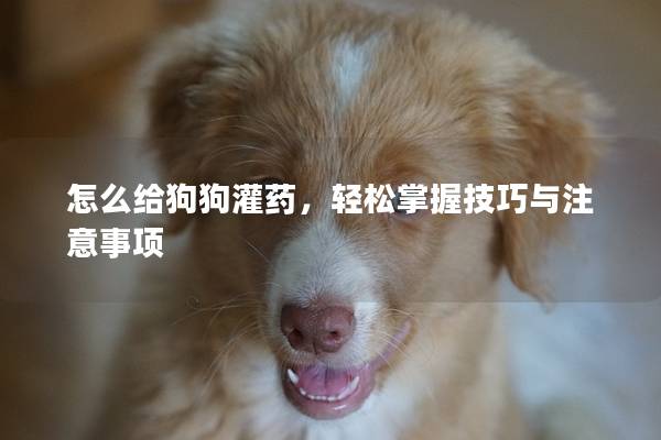 怎么给狗狗灌药，轻松掌握技巧与注意事项