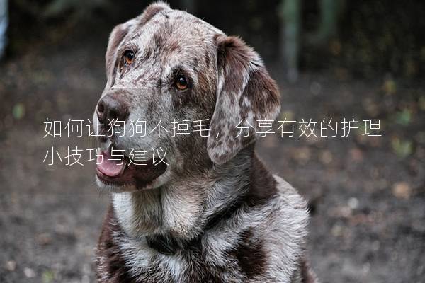 如何让狗狗不掉毛,分享有效的护理小技巧与建议 如何让狗狗不掉毛,分享有效的护理小技巧与建议