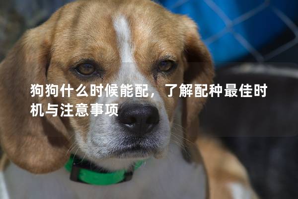 狗狗什么时候能配，了解配种最佳时机与注意事项