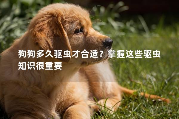 狗狗多久驱虫才合适？掌握这些驱虫知识很重要