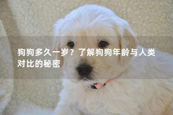 狗狗多久一岁?了解狗狗年龄与人类对比的秘密 狗狗多久一岁?了解狗狗年龄与人类对比的秘密