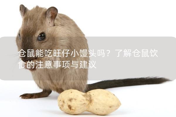 仓鼠能吃旺仔小馒头吗？了解仓鼠饮食的注意事项与建议