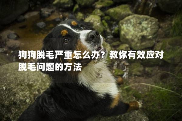 狗狗脱毛严重怎么办？教你有效应对脱毛问题的方法