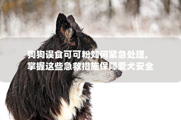 狗狗误食可可粉如何紧急处理, 掌握这些急救措施保障爱犬安全