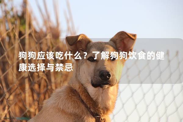 狗狗应该吃什么？了解狗狗饮食的健康选择与禁忌