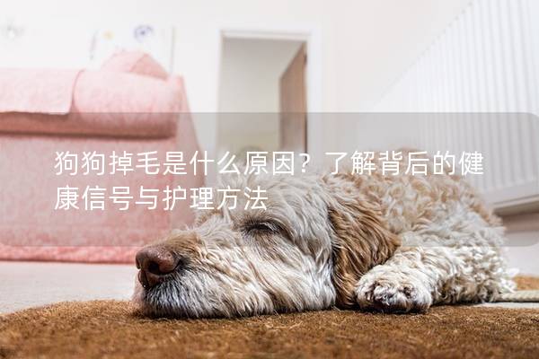 狗狗掉毛是什么原因?了解背后的健康信号与护理方法 狗狗掉毛是什么原因?了解背后的健康信号与护理方法