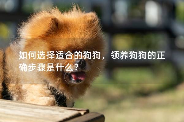 如何选择适合的狗狗,领养狗狗的正确步骤是什么? 如何选择适合的狗狗,领养狗狗的正确步骤是什么?