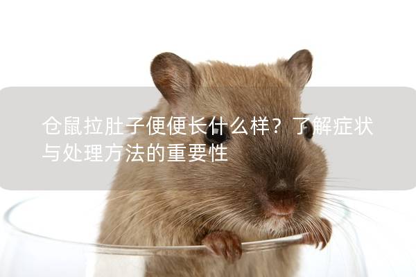 仓鼠拉肚子便便长什么样？了解症状与处理方法的重要性