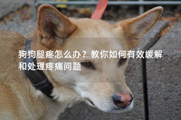 狗狗腿疼怎么办？教你如何有效缓解和处理疼痛问题