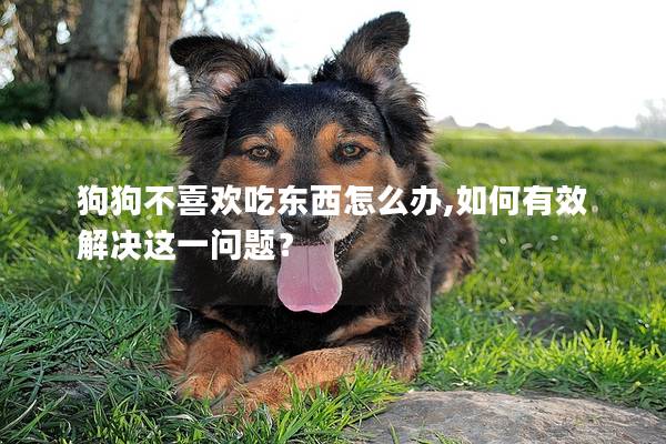 狗狗不喜欢吃东西怎么办,如何有效解决这一问题？