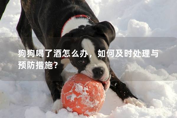 狗狗喝了酒怎么办，如何及时处理与预防措施？