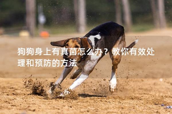 狗狗身上有真菌怎么办？教你有效处理和预防的方法