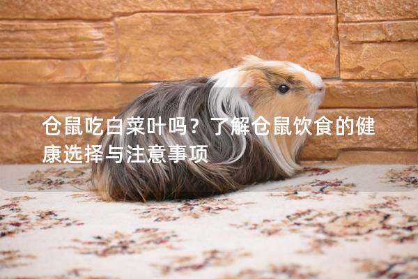 仓鼠吃白菜叶吗？了解仓鼠饮食的健康选择与注意事项