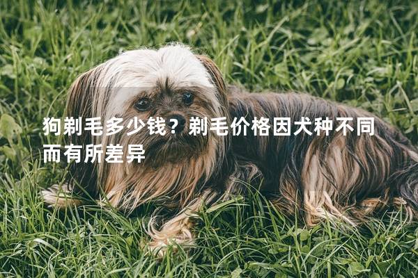 狗剃毛多少钱?剃毛价格因犬种不同而有所差异 狗剃毛多少钱?剃毛价格因犬种不同而有所差异