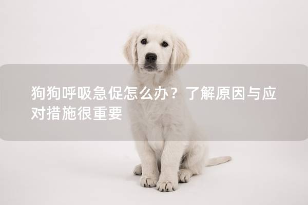 狗狗呼吸急促怎么办？了解原因与应对措施很重要