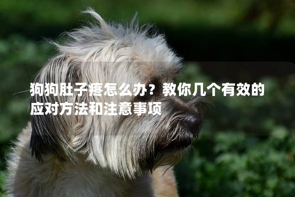 狗狗肚子疼怎么办？教你几个有效的应对方法和注意事项