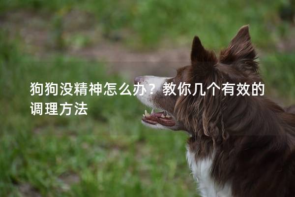 狗狗没精神怎么办？教你几个有效的调理方法