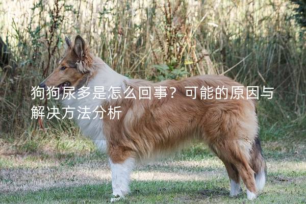 狗狗尿多是怎么回事？可能的原因与解决方法分析