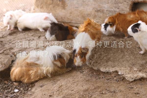 仓鼠喝温水还是凉水，哪种更适合它们的健康？