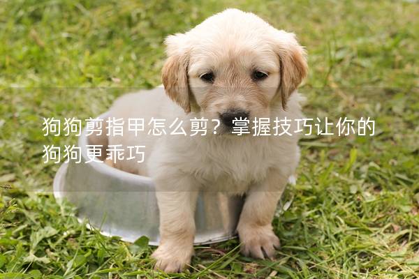 狗狗剪指甲怎么剪？掌握技巧让你的狗狗更乖巧