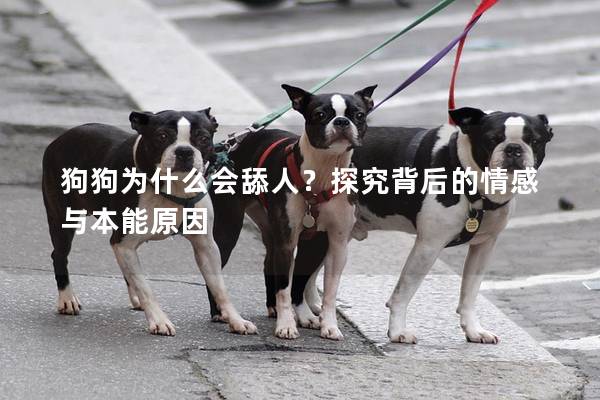 狗狗为什么会舔人？探究背后的情感与本能原因