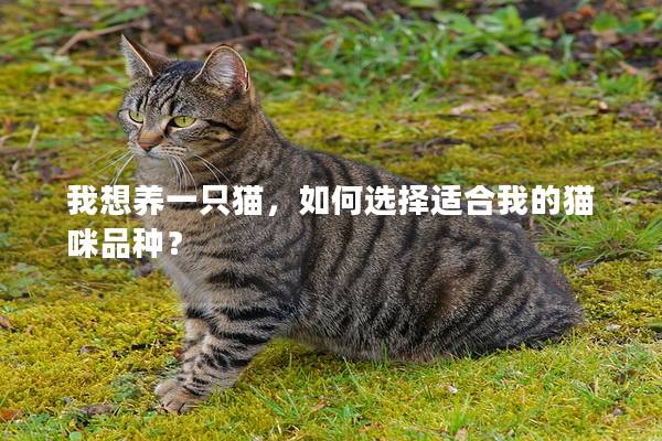 我想养一只猫,如何选择适合我的猫咪品种? 我想养一只猫,如何选择适合我的猫咪品种?