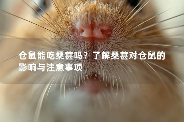 仓鼠能吃桑葚吗？了解桑葚对仓鼠的影响与注意事项