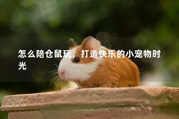 怎么陪仓鼠玩，打造快乐的小宠物时光