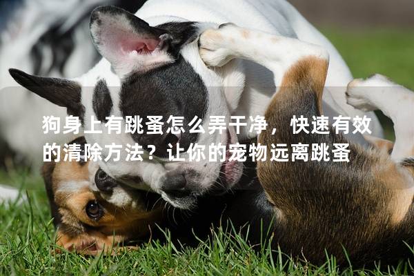 狗身上有跳蚤怎么弄干净，快速有效的清除方法？让你的宠物远离跳蚤