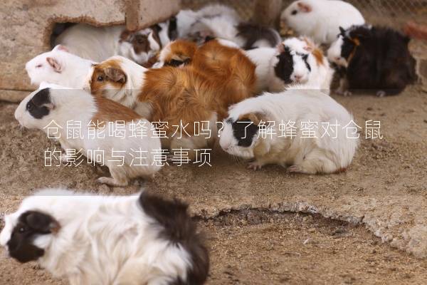 仓鼠能喝蜂蜜水吗？了解蜂蜜对仓鼠的影响与注意事项