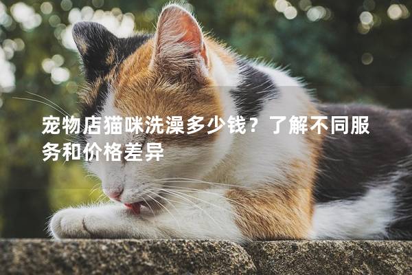宠物店猫咪洗澡多少钱?了解不同服务和价格差异 宠物店猫咪洗澡多少钱?了解不同服务和价格差异