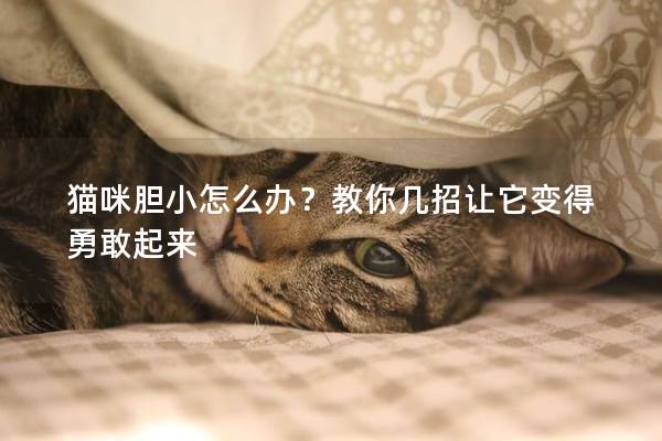 猫咪胆小怎么办？教你几招让它变得勇敢起来