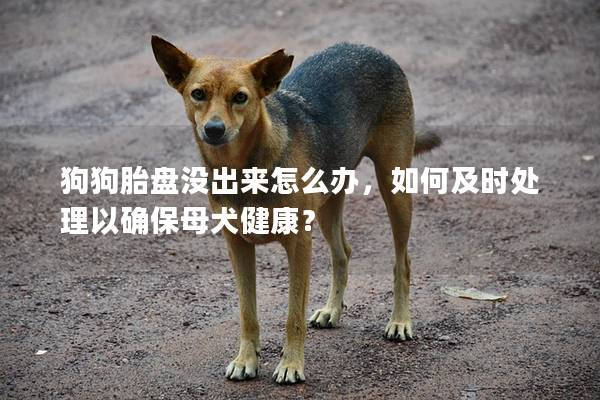狗狗胎盘没出来怎么办，如何及时处理以确保母犬健康？