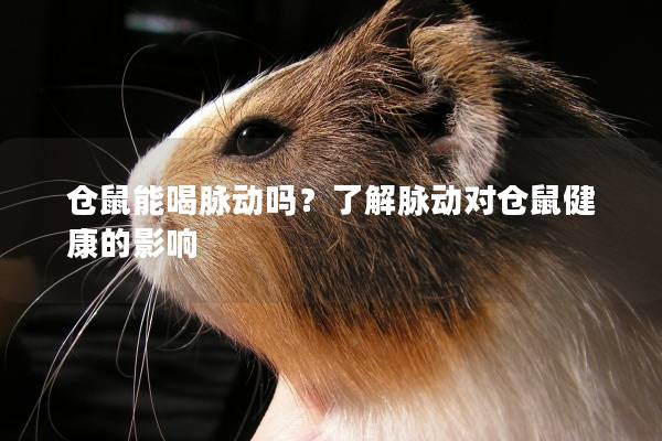 仓鼠能喝脉动吗？了解脉动对仓鼠健康的影响