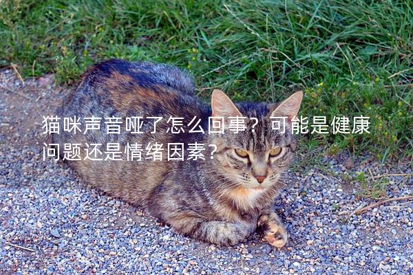 猫咪声音哑了怎么回事？可能是健康问题还是情绪因素？