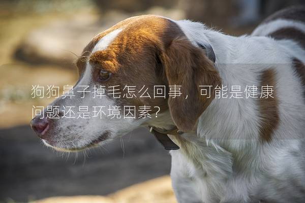 狗狗鼻子掉毛怎么回事，可能是健康问题还是环境因素？