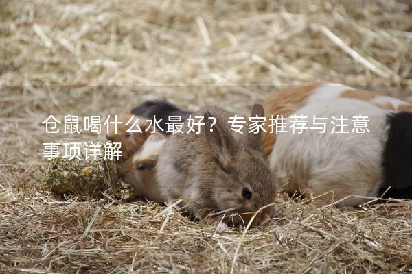 仓鼠喝什么水最好？专家推荐与注意事项详解