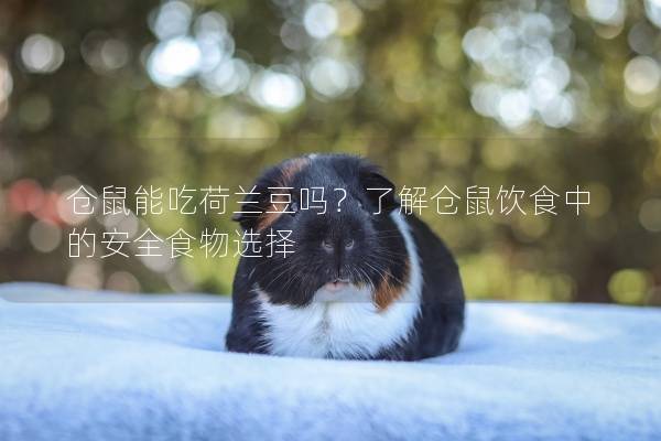 仓鼠能吃荷兰豆吗？了解仓鼠饮食中的安全食物选择