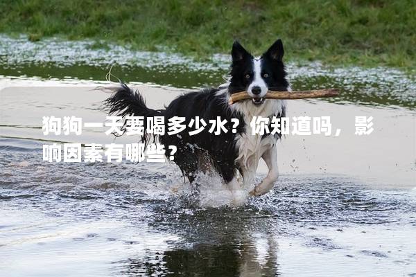 狗狗一天要喝多少水？你知道吗，影响因素有哪些？