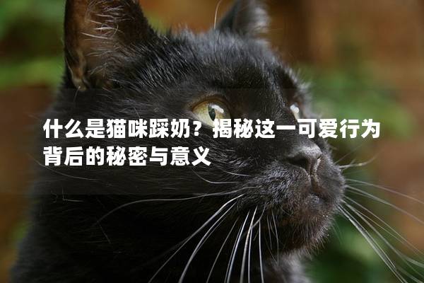 什么是猫咪踩奶？揭秘这一可爱行为背后的秘密与意义