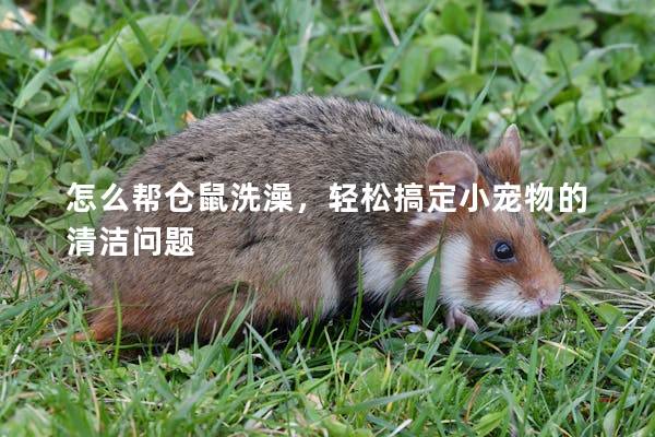 怎么帮仓鼠洗澡，轻松搞定小宠物的清洁问题