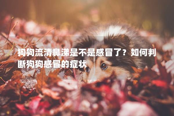 狗狗流清鼻涕是不是感冒了?如何判断狗狗感冒的症状 狗狗流清鼻涕是不是感冒了?如何判断狗狗感冒的症状