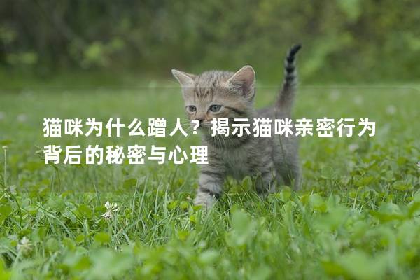 猫咪为什么蹭人？揭示猫咪亲密行为背后的秘密与心理
