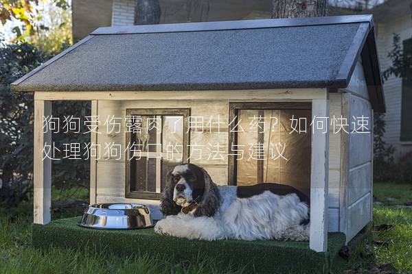 狗狗受伤露肉了用什么药？如何快速处理狗狗伤口的方法与建议