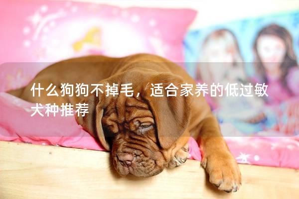 什么狗狗不掉毛,适合家养的低过敏犬种推荐 什么狗狗不掉毛,适合家养的低过敏犬种推荐