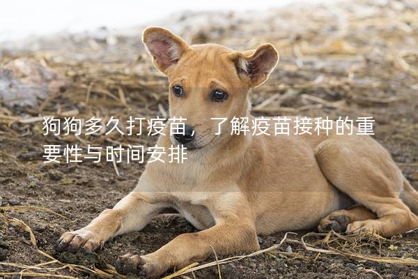 狗狗多久打疫苗,了解疫苗接种的重要性与时间安排 狗狗多久打疫苗,了解疫苗接种的重要性与时间安排