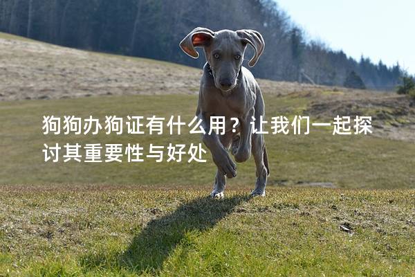 狗狗办狗证有什么用？让我们一起探讨其重要性与好处
