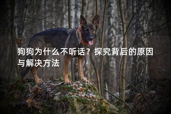 狗狗为什么不听话？探究背后的原因与解决方法